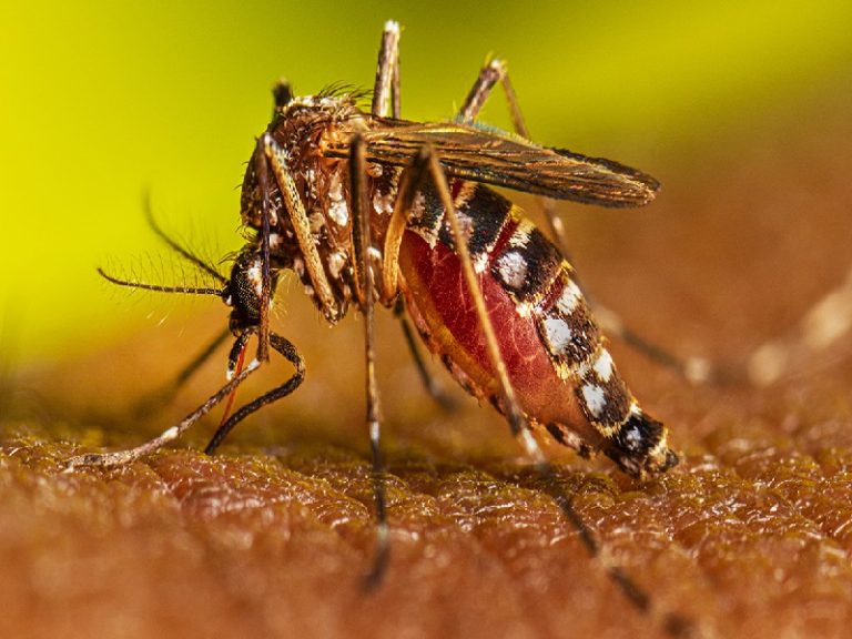 Va terminando la amenaza de las enfermedades producidas por arbovirosis