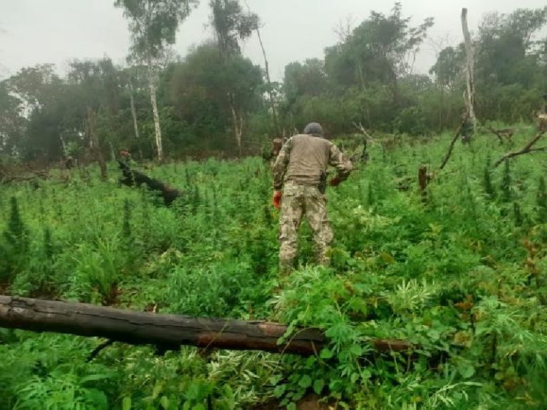 Operativo conjunto destruye hectáreas de marihuana en Canindeyú