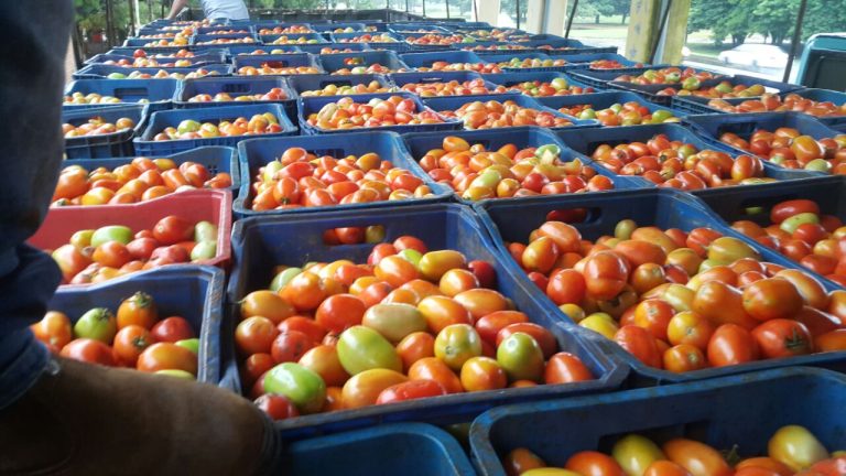 Flagelo del contrabando acogota a productores y la industria nacional