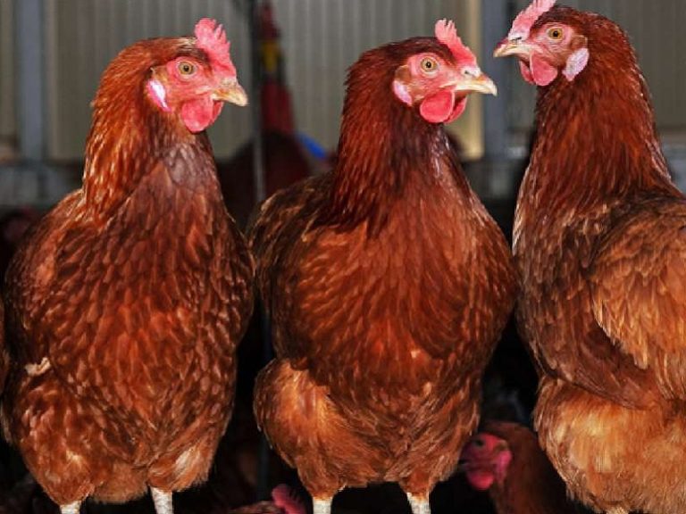 En Argentina suspenden venta interna de aves por brote de gripe aviar