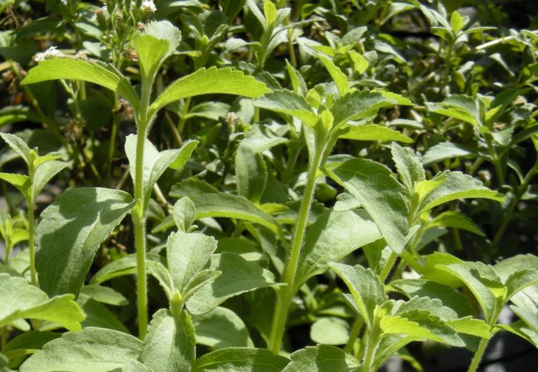 Federación de Stevia califica recomendación de la OMS de insólita, errónea e inaceptable