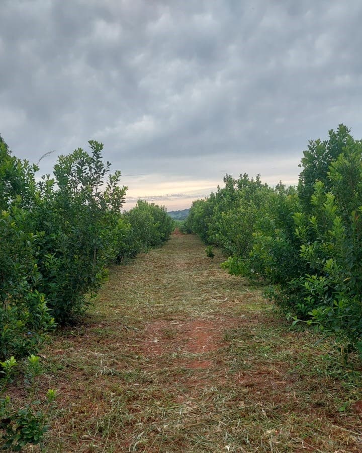 Foto: Cultivo de yerba mate en el nordesde de Itapúa. Los productores primarios optarían por no cosechar si el precio no llega a G. 2.000 por kilo de hoja verde.