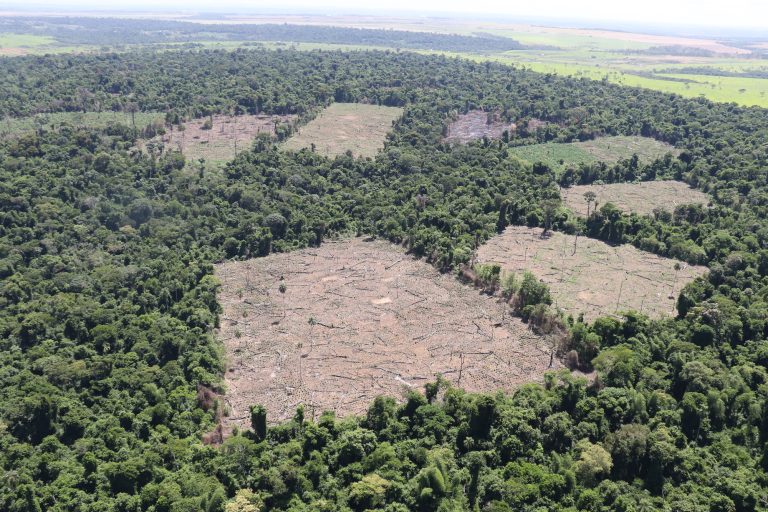 Paraguay sería líder mundial en producción forestal sostenible