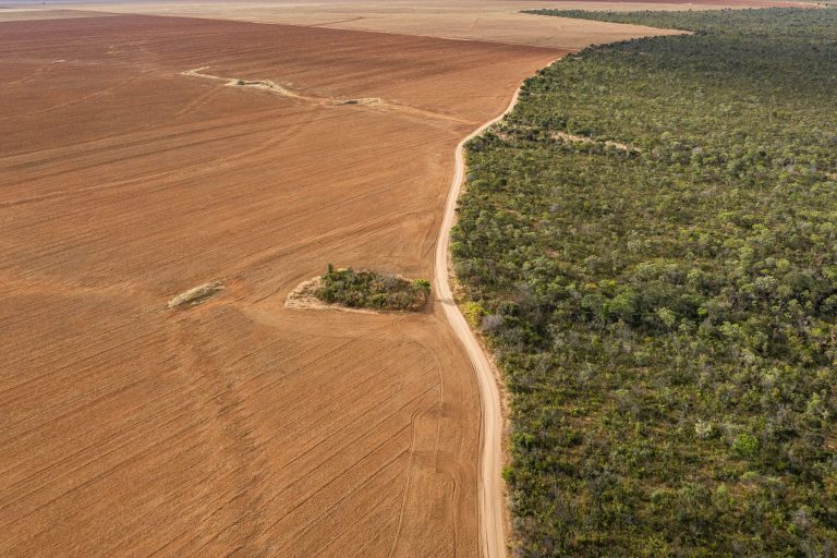 Argentina y Paraguay acuerdan para promover soja sin deforestación