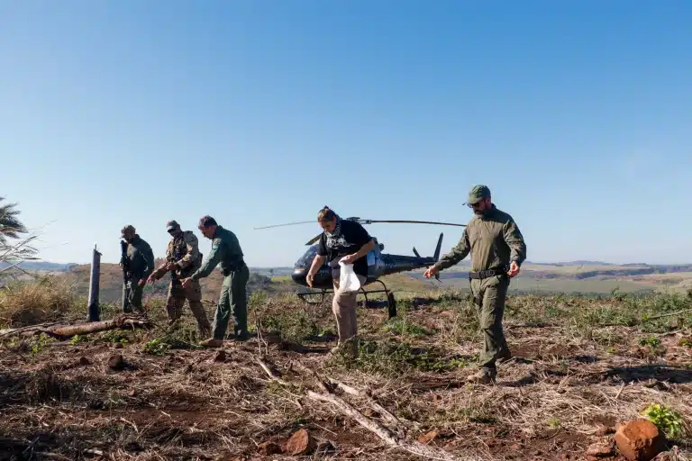 Senad siembra árboles nativos en plantaciones de marihuana