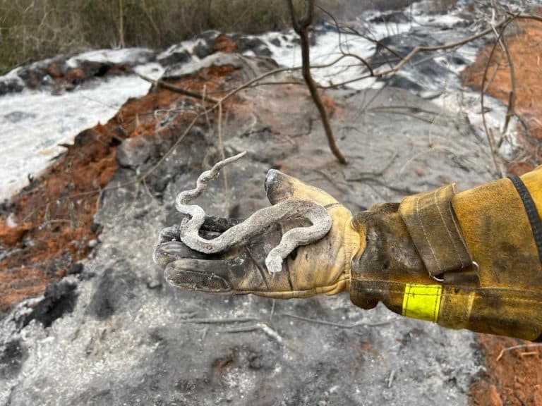 Temen el ingreso de las llamas desde Bolivia pese a extinción del incendio